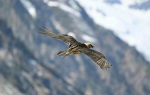 Conférence STOM -  "Mieux comprendre et coexister avec l'ours brun des Pyrénées"